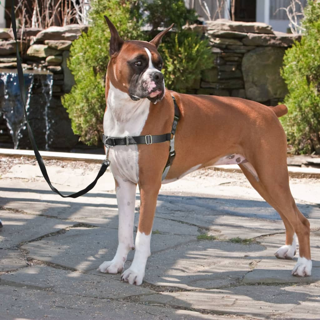 Thumbnail - PetSafe Hundegeschirr Easy Walk M Schwarz